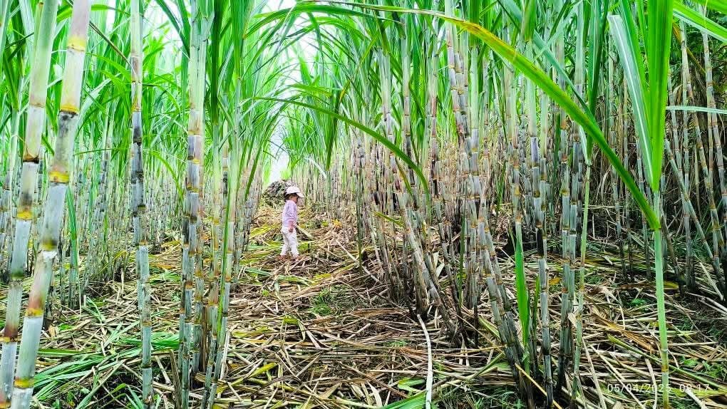 Trapiche de caña de azúcar